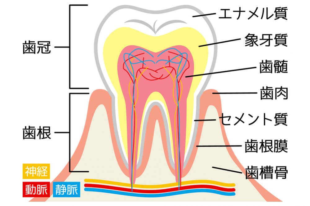 歯の構造